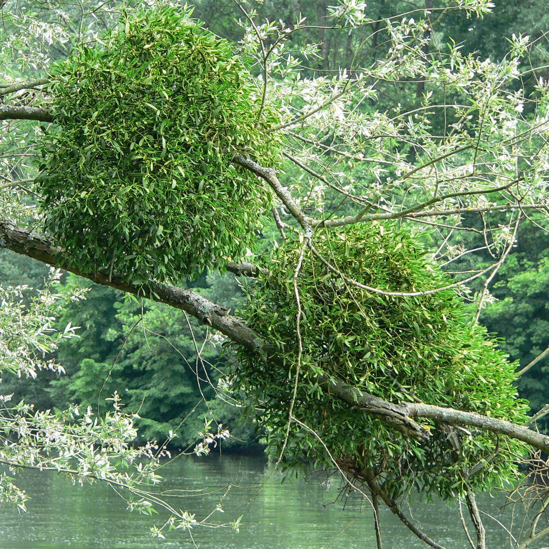 MISTLETOE Herb Cut