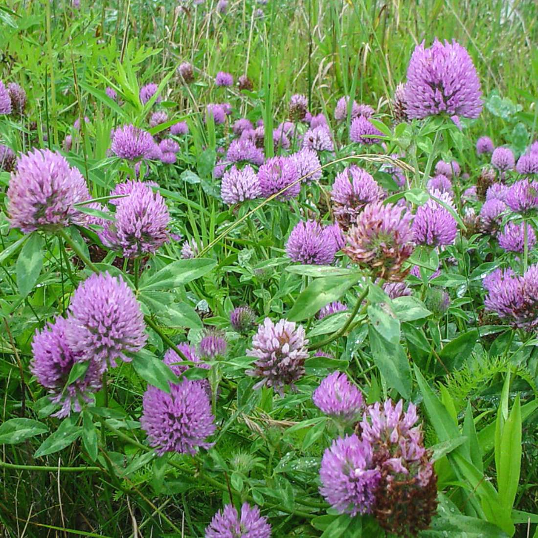 RED CLOVER Flower Cut