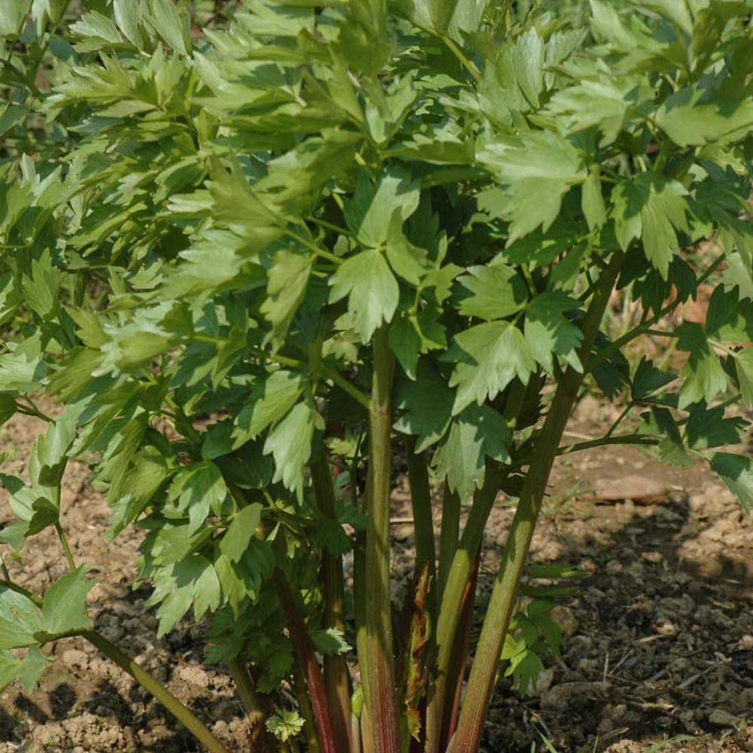 LOVAGE Leaf Cut