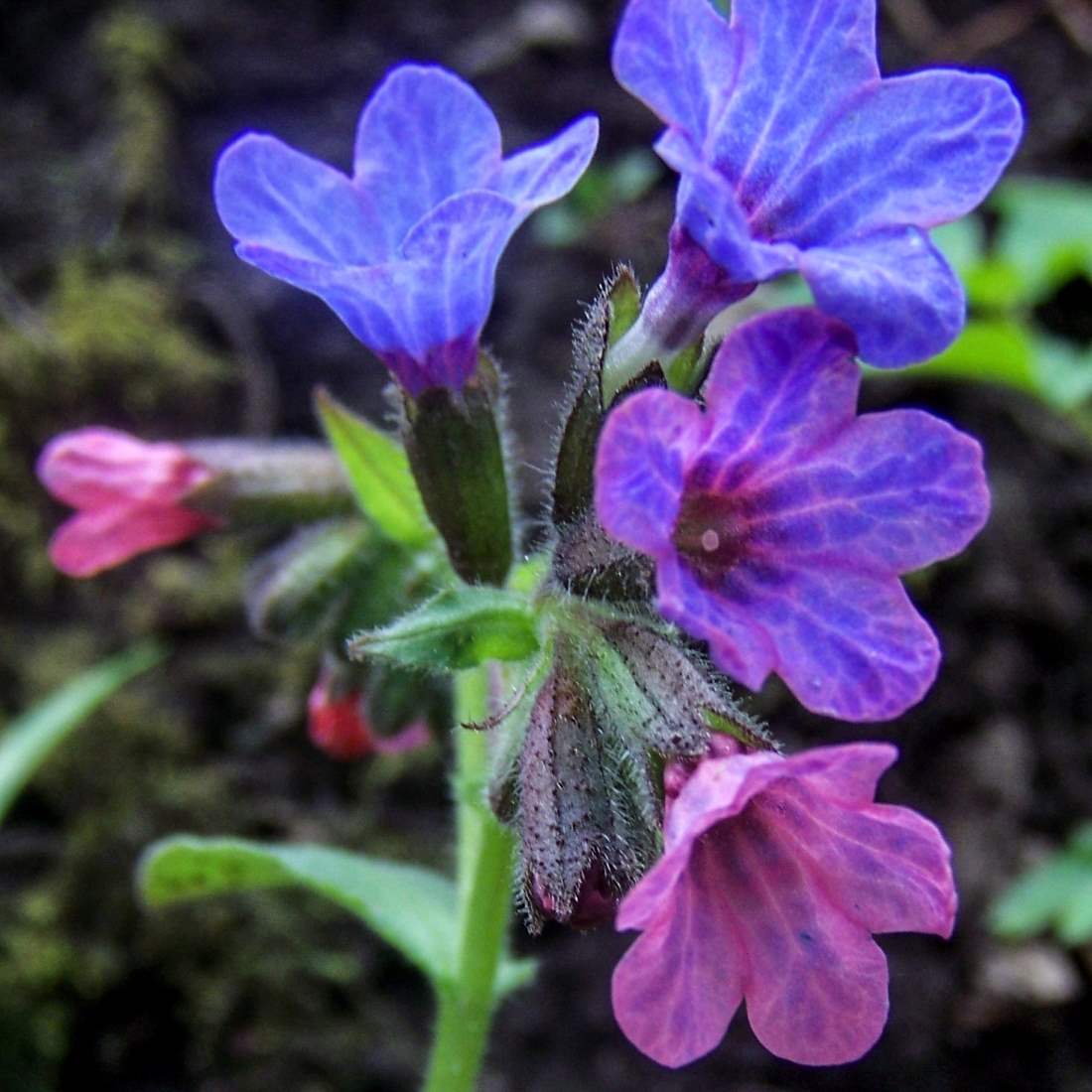 LUNGWORT Leaf Cut