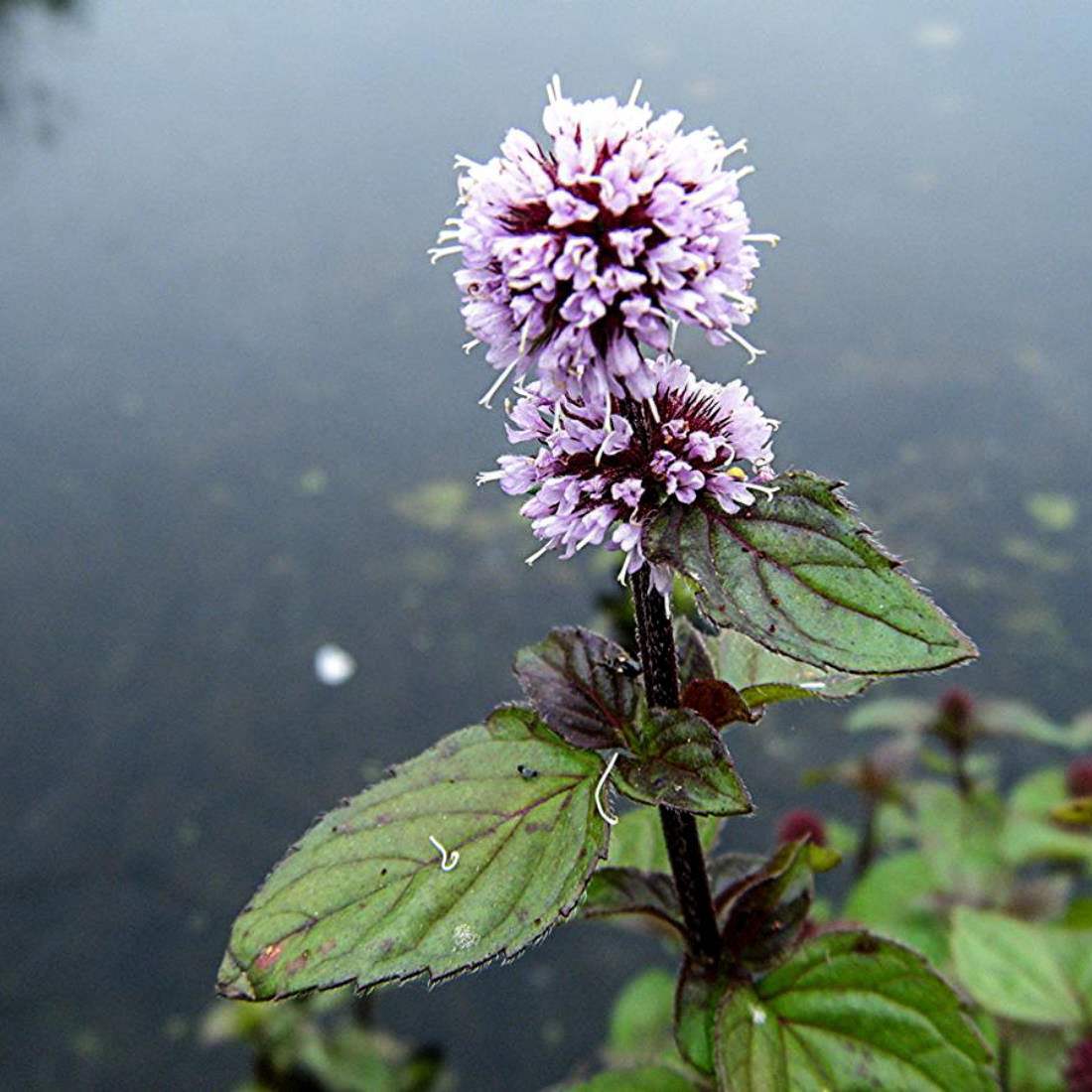 WATER MINT Leaf Cut