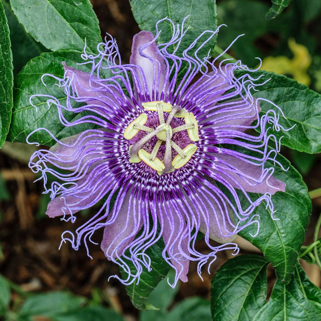 PASSION FLOWER Herb Cut