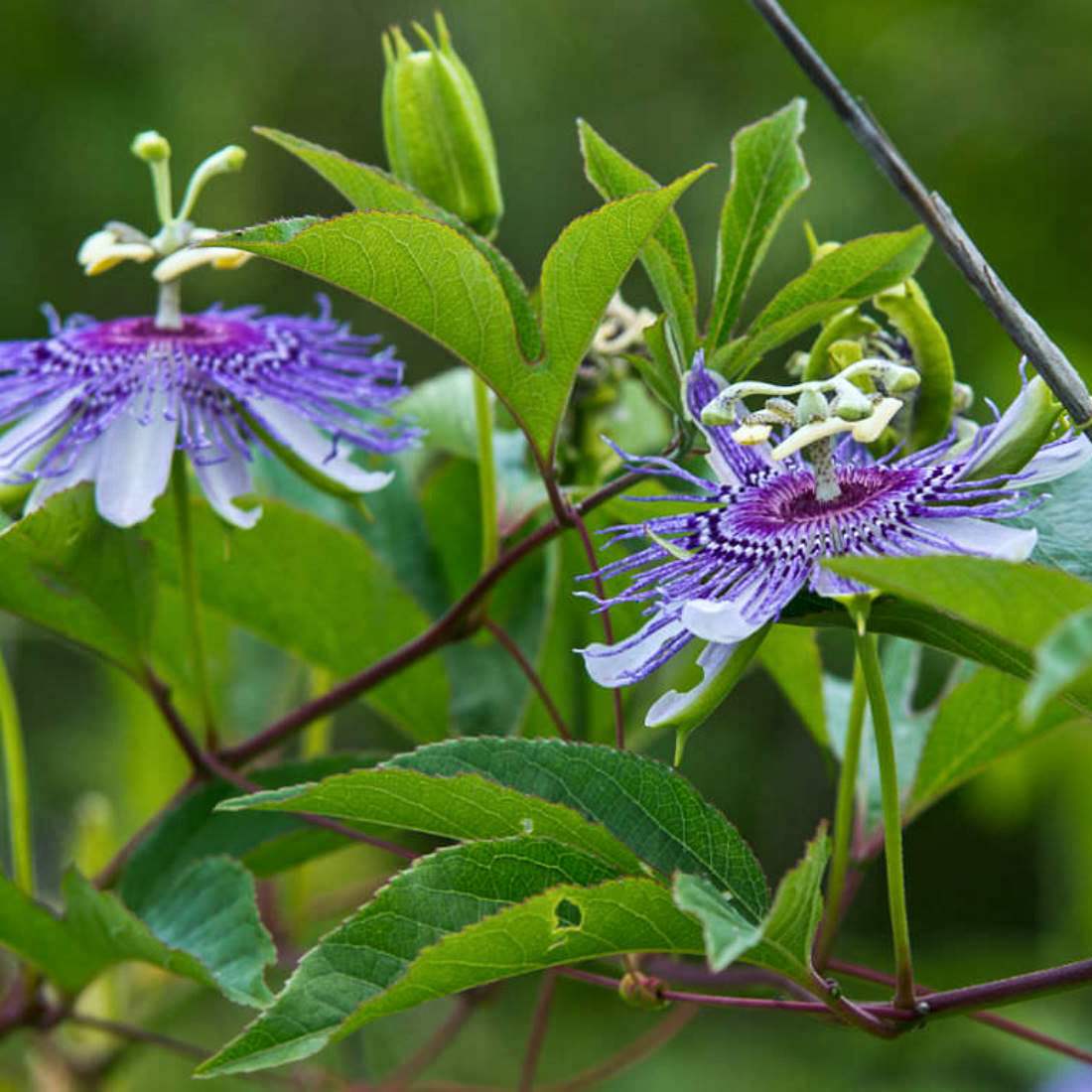 PASSION FLOWER Herb Cut