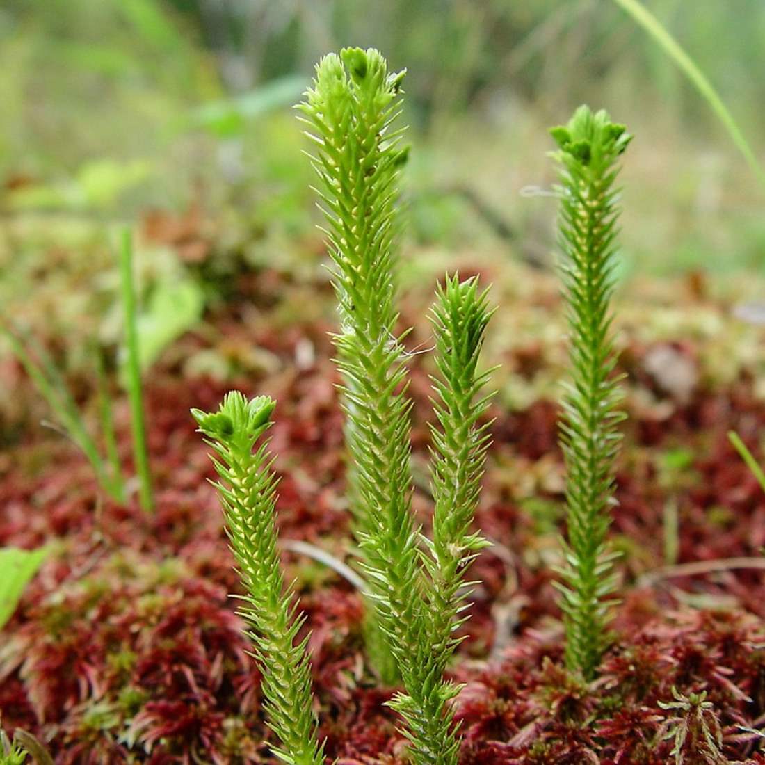 FIR CLUBMOSS Herb Cut