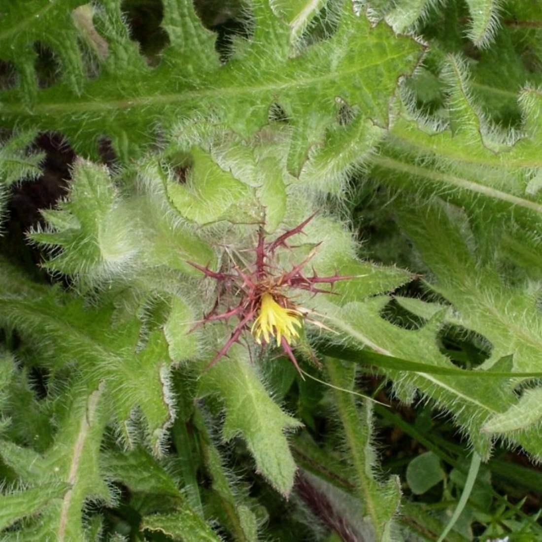 BLESSED THISTLE Herb Cut