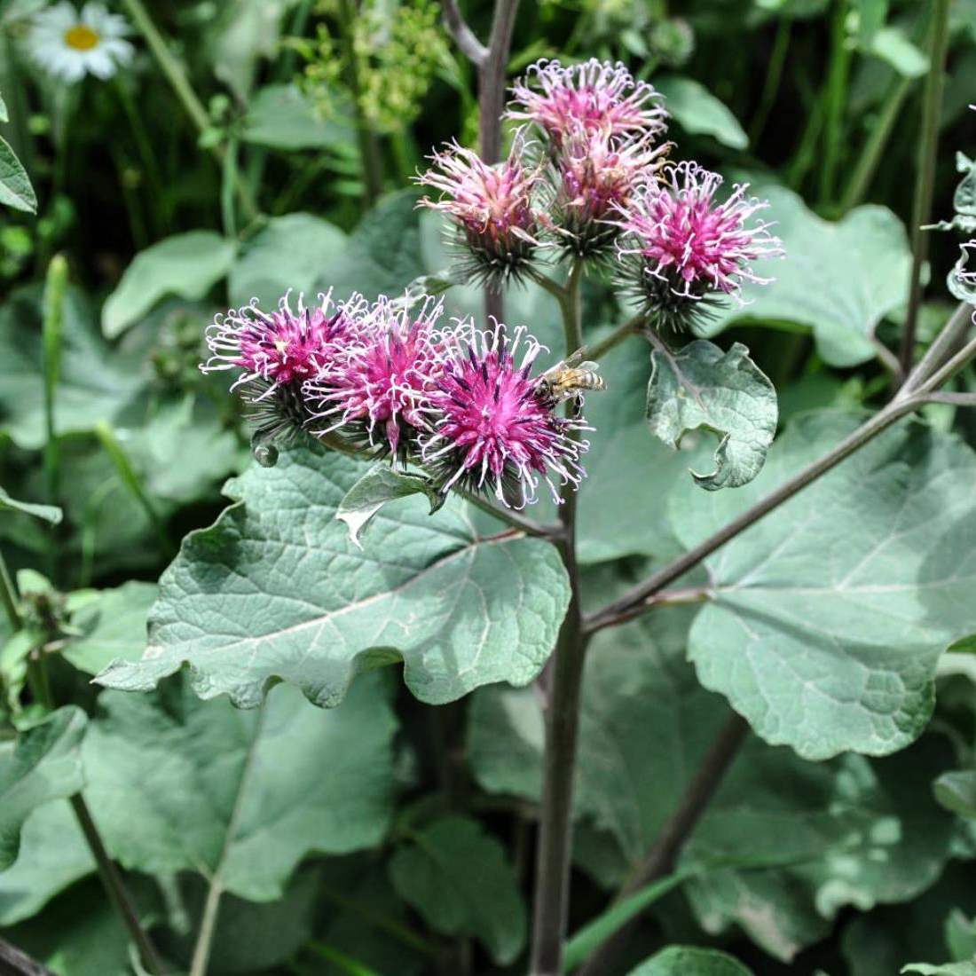 BURDOCK Root Cut