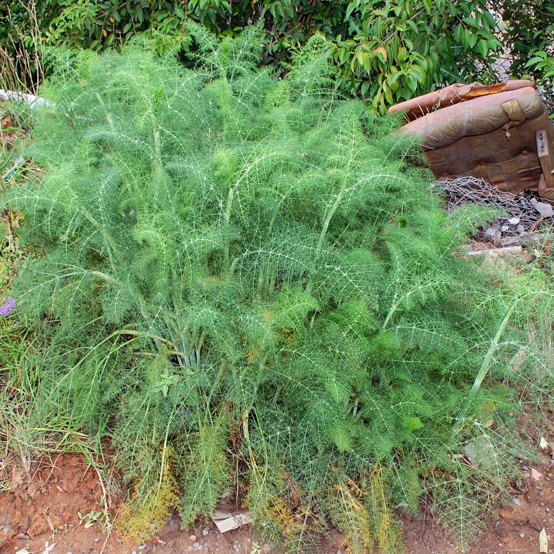FENNEL Seeds Whole