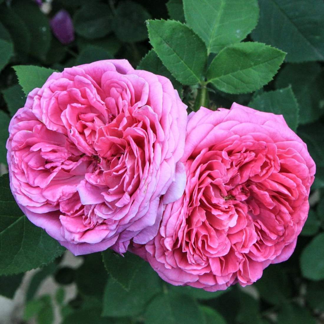 ROSE BULGARIAN Flower Cut